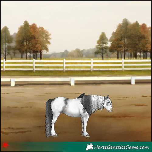 Horse Color:White Spotted Black 