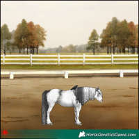Horse Color:White Spotted Black 