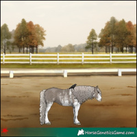 Horse Color:White Spotted Silver Grullo 