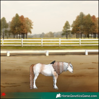 Horse Color:White Spotted Red Dun 