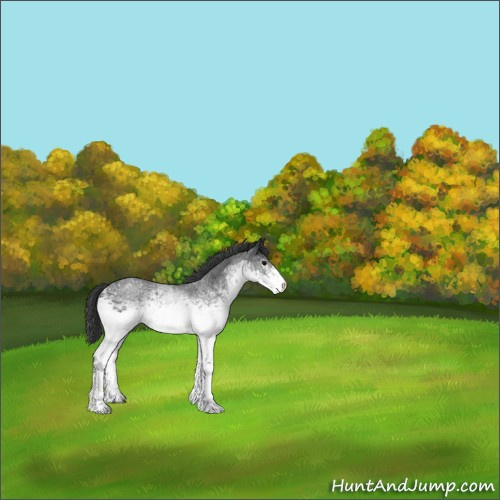 Horse Color:White Spotted Blue Roan 