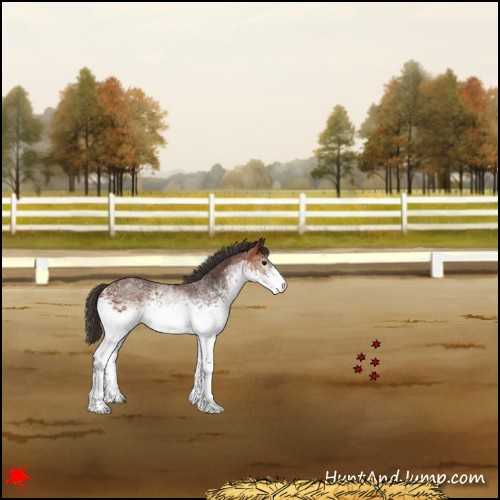 Horse Color:White Spotted Bay 