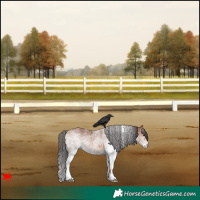 Horse Color:White Spotted Bay 