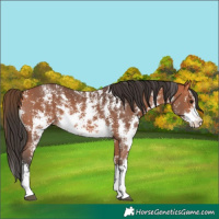 Horse Color:Bay Sabino 