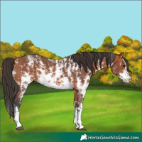 Horse Color:Bay Sabino 