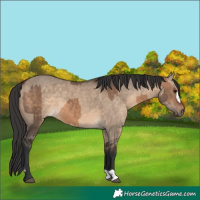 Horse Color:Brown Dun  and Brown Dun 