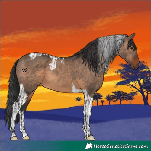 Horse Color:Brown Dun and Brown Dun Tobiano