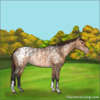 Horse Color:Brown Dun Appaloosa Rabicano and Brown Dun Appaloosa Rabicano