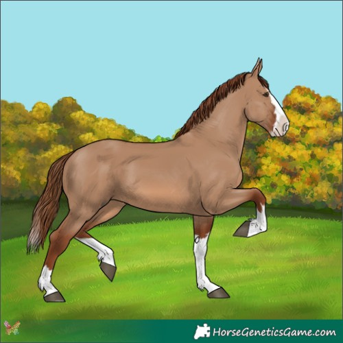 Horse Color:Red Dun Splash