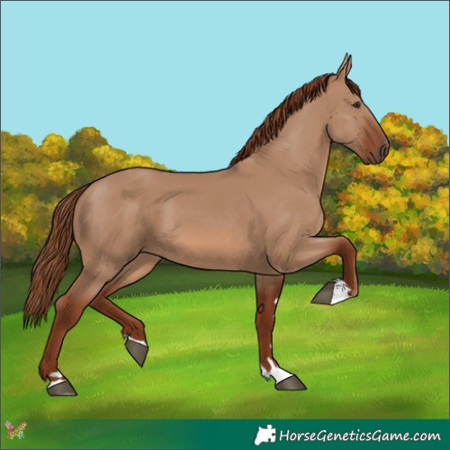 Horse Color:Red Dun