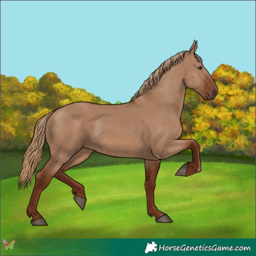 Horse Color:Red Dun