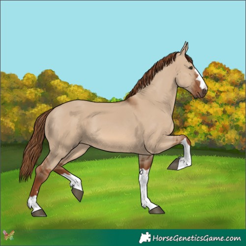 Horse Color:Red Dun