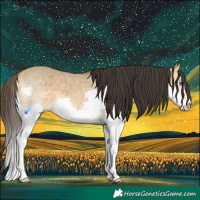 Horse Color:Buckskin Dun Splash 