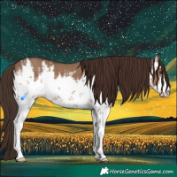Horse Color:White Spotted Liver Red Dun 