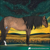 Horse Color:White Spotted Bay Dun 