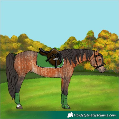 Horse Color:Bay Dun and Bay