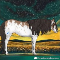 Horse Color:White Spotted Bay Dun 