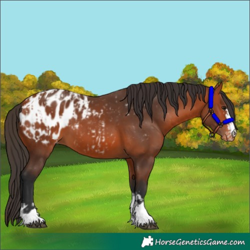 Horse Color:Bay Appaloosa  and Bay Appaloosa 