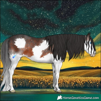 Horse Color:White Spotted Brown Splash 