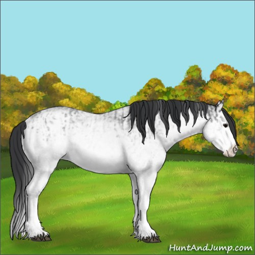 Horse Color:White Spotted Blue Roan Rabicano  and White Spotted Blue Roan Splash Rabicano 