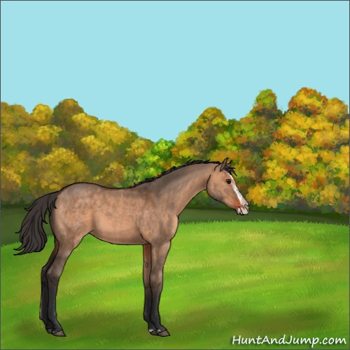 Horse Color:Brown Dun and Brown Dun Splash
