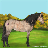 Horse Color:Bay Dun  and Brown Dun 