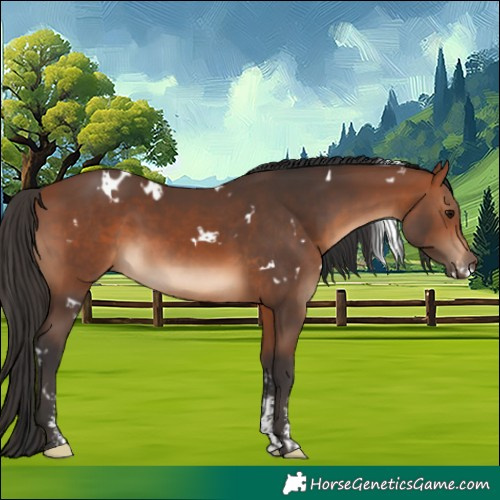 Horse Color:White Spotted Bay Sabino 