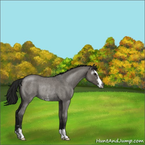 Horse Color:Gray Grullo Roan Sabino Rabicano 