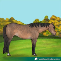 Horse Color:Bay Dun  and Bay Dun 