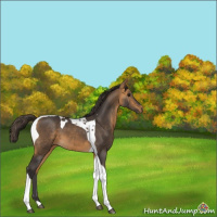 Horse Color:Buckskin Tobiano 