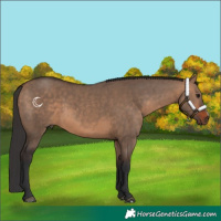 Horse Color:Bay Dun and Bay Dun Frame