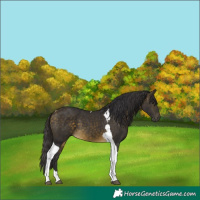 Horse Color:Buckskin Tobiano 