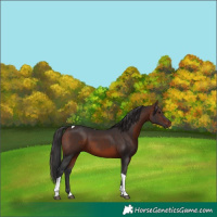 Horse Color:Brown Tobiano