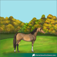 Horse Color:Buckskin Tobiano 