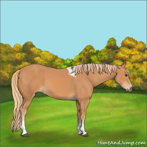Horse Color:Chestnut Tobiano