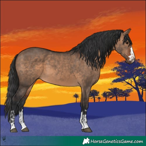 Horse Color:Brown Dun and Brown Dun