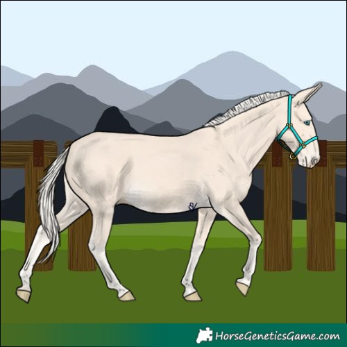 Horse Color:Cremello 