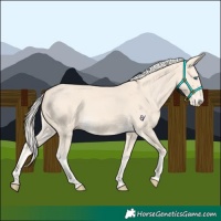 Horse Color:Cremello 