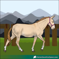 Horse Color:Red Dun 