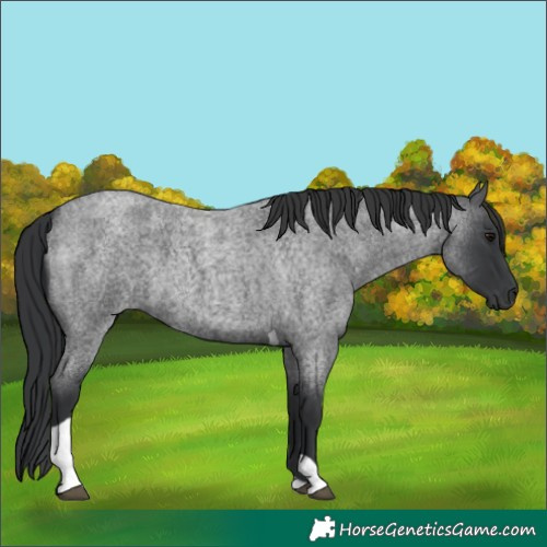Horse Color:Blue Roan Tobiano