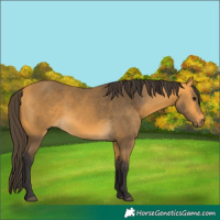 Horse Color:Buckskin 