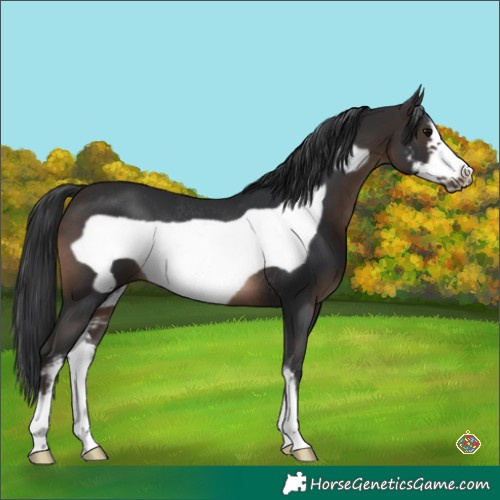 Horse Color:Brown Sabino Frame Rabicano 
