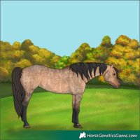 Horse Color:Bay Dun  and Bay Dun 