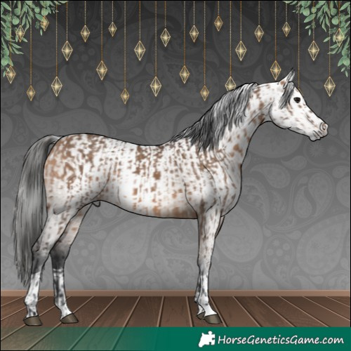 Horse Color:Bay Dun  and Gray Bay Dun 