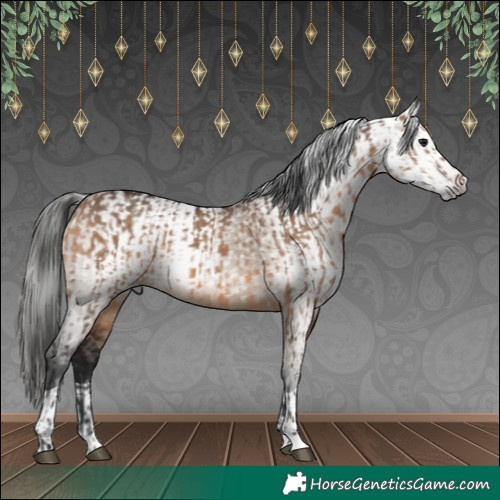 Horse Color:Bay Dun  and Gray Bay Dun 