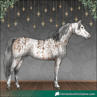 Horse Color:Bay Dun  and Gray Bay Dun 