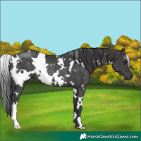 Horse Color:White Spotted Black Rabicano 