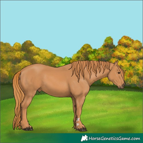 Horse Color:Chestnut 