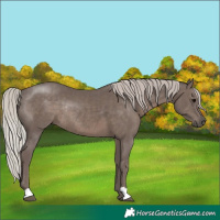 Horse Color:Silver Black Rabicano 