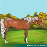 Horse Color:Silver Bay 
